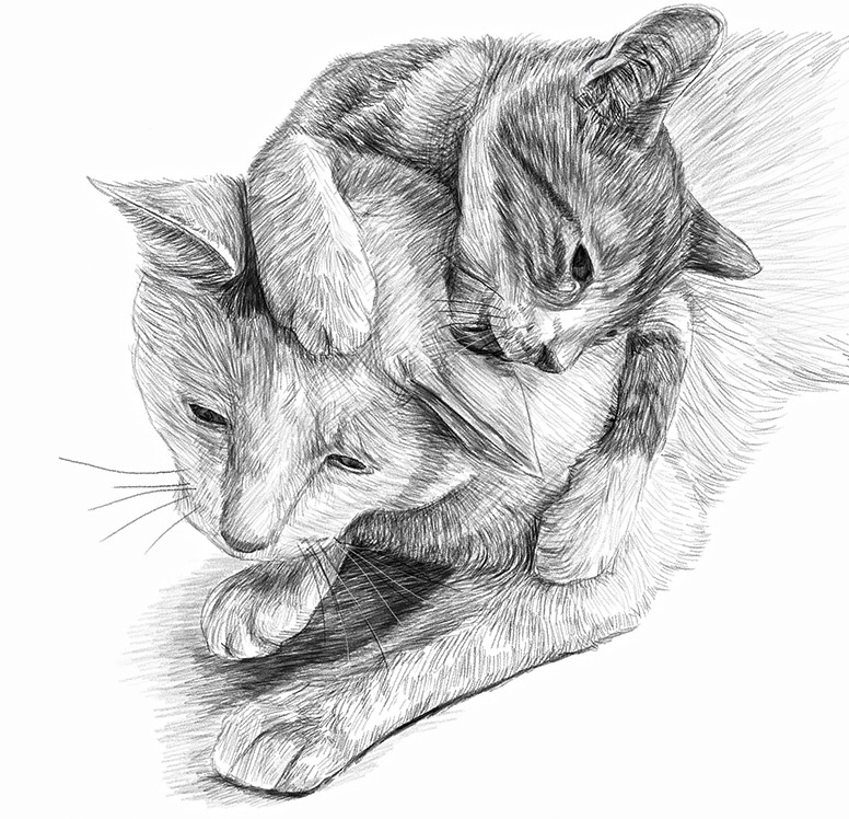 https://www.daslia.com/images-o/images/cat-pencil-art.jpg